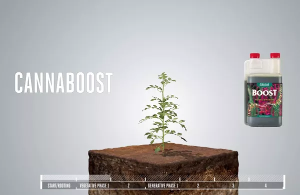 CANNABOOST Accelerator