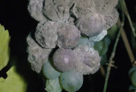 Botrytis cinerea - Pests & Diseases