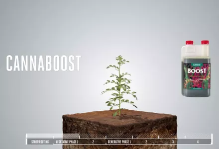 CANNABOOST Accelerator